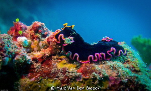 platworm by Marc Van Den Broeck 